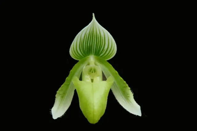 Paphiopedilum curtisii v. sanderae
