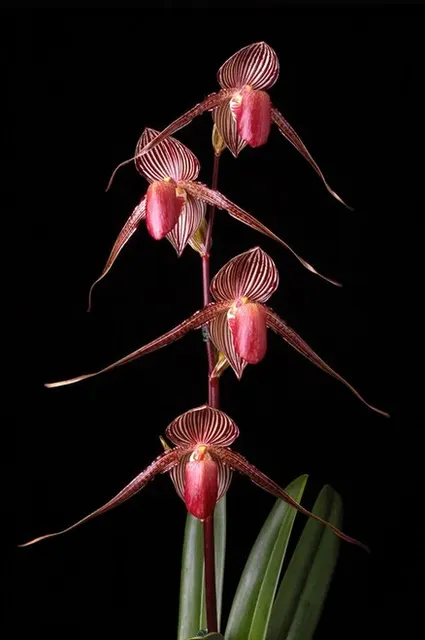 Paphiopedilum godefroyae x 'Red'