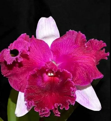 Brassolaeliocattleya Empress of Mercury (Brassolaeliocattleya)