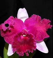 Cattleya Alliance: Blc. Empress of Mercury