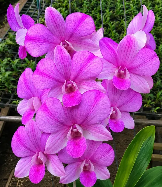 Dendrobium Pop Eye 54 (Dendrobium)