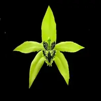 Coelogyne pandurata