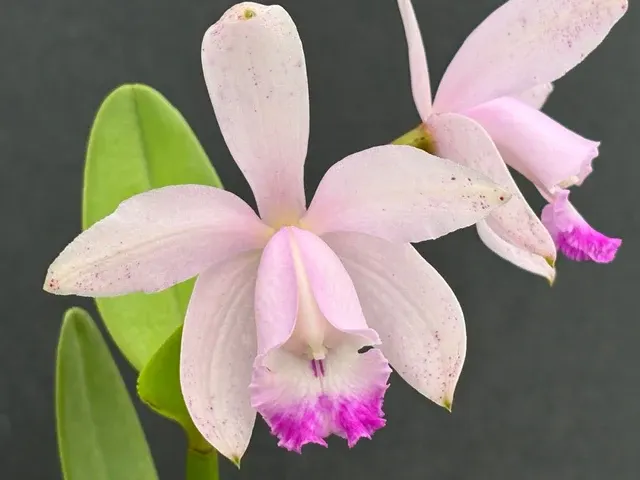 Cattleya intermedia multiforme punctata (Cattleya)
