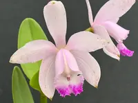 Cattleya intermedia multiforme punctata ‘Neta do Tenente’ - blooming size division