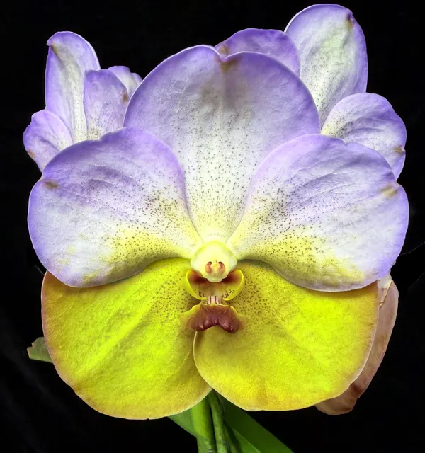 Vanda SHP 'Limonada' (Vanda)