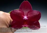 Phal. YangYang Red Grape 'note: Limited ' (Haur Jih Fancy x Jong's Coral Wood )