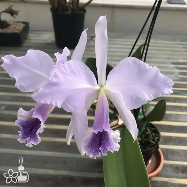 Cattleya jenmanii f. coerulea