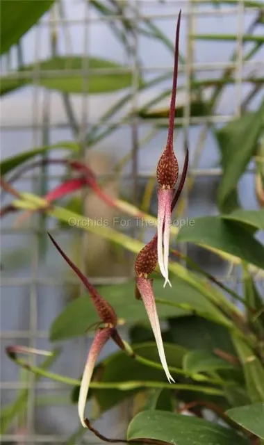 Bulbophyllum trachyanthum