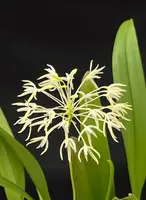 Bulbophyllum laxiflorum (4" pot)