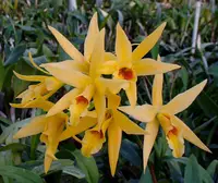 Lc. Meadow Gold 'Kirsch'