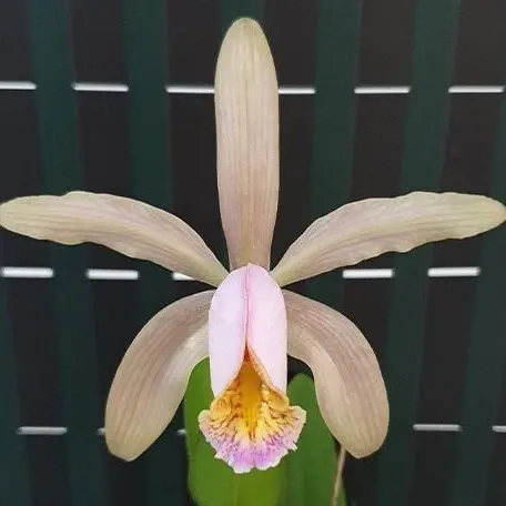 Cattleya forbesii × sib (Cattleya)