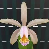 Cattleya forbesii × sib 2.5"