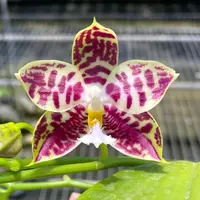 Phalaenopsis Lyndon Mix Zebra '708' - flori parfumate — Fără flori, frunze cu defecte - ghiveci 2.5 inch