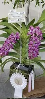 Rhynchostylis gigantea Pink ‘Matsuo’ (Japan) — 14 cm / No