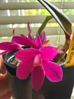 Den. laevifollum 'Hot Pink' x sib The King — Not Currently In Bloom or Spike