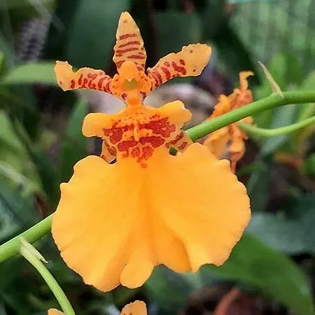 Oncidium Gower Ramsey — C 'Orange Delight' (Oncidium)