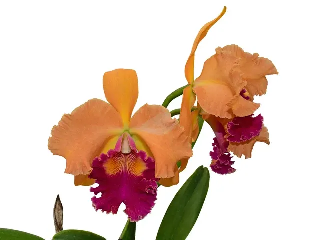 Rhyncholaeliocattleya Maria Angamarca (Rhyncholaeliocattleya)