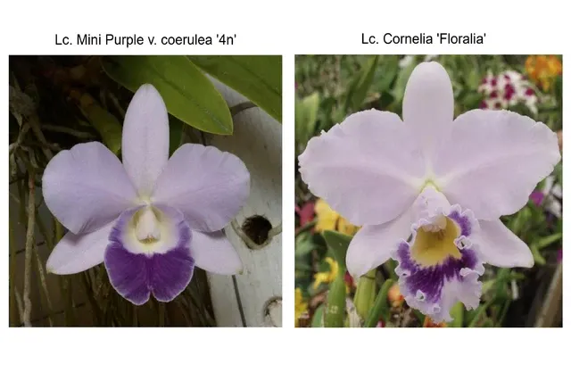 Laeliocattleya Mini Blue Star (Laeliocattleya)