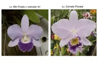 Lc. Mini Blue Star (Lc. Mini Purple 'Coerulea 4n' x Lc. Cornelia 'Floralia')