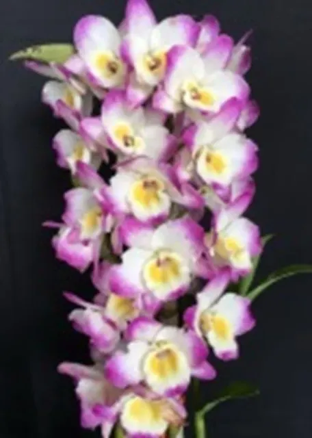 Dendrobium Gold Diamond