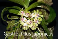Gchls. japonicus (GAJA) (- Others ) Gchls.=Gastrochilus