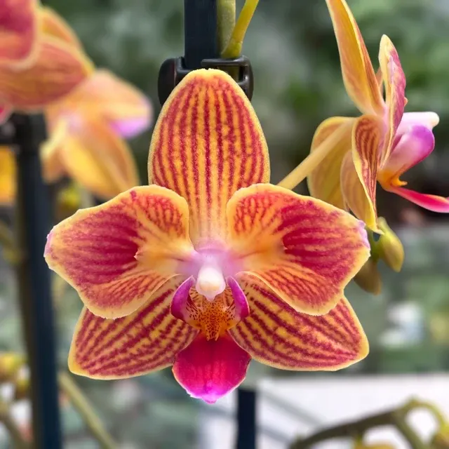 Phalaenopsis Chingruey's Goldstaff