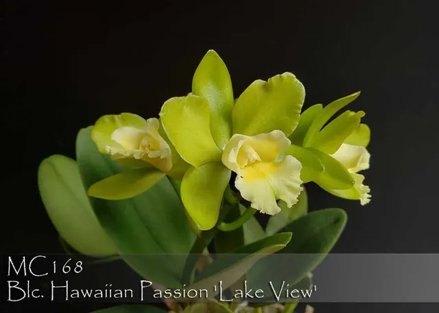 Brassolaeliocattleya Hawaiian Passion 'Lake View ,'