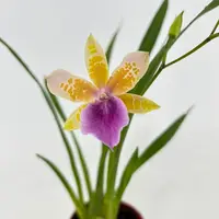 Miltonia binotii — blühfähige Pflanze