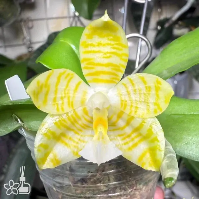 Phalaenopsis Lyndon Gold Ring