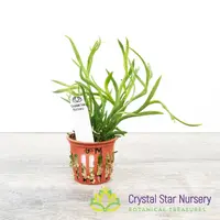 Oberonia mucronata — 1.5" Pot Oversized / Without Spike