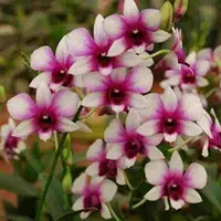 Dendrobium Two Tone
