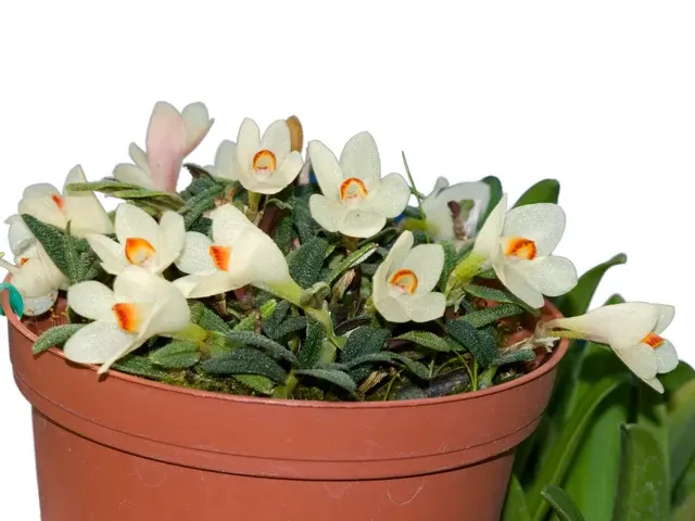 Dendrobium cuthbertsonii