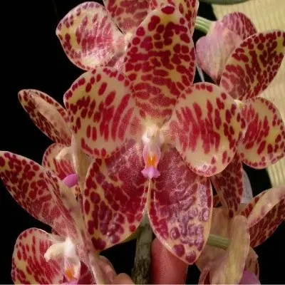 Phalaenopsis gigantea sp.-BS (Phalaenopsis)