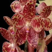 Phalaenopsis gigantea sp.-BS