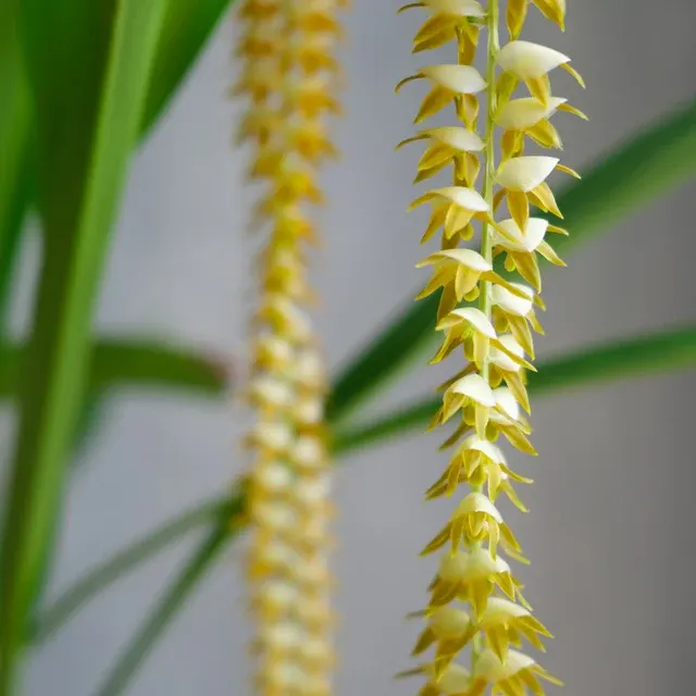 Dendrochilum magnum (Dendrochilum)
