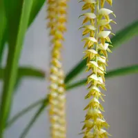 Dendrochilum Orchid