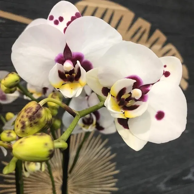 Phalaenopsis Yu Pin Panda