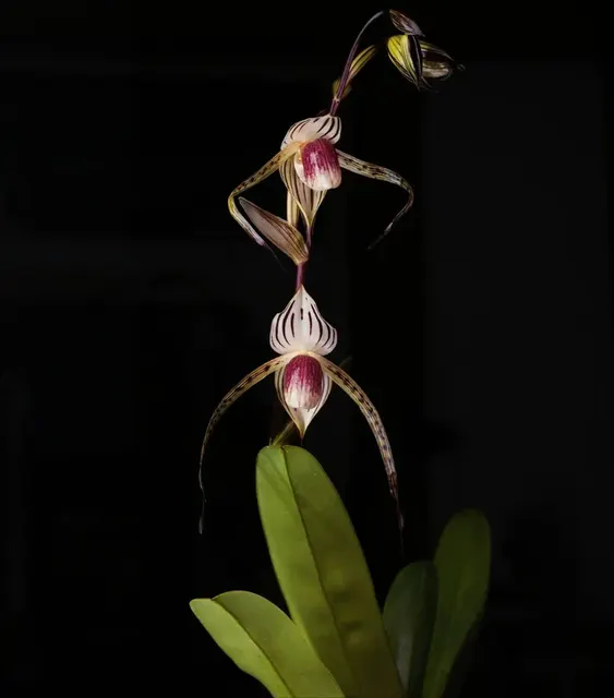 Paphiopedilum Booth’s Stone-Lady (Paphiopedilum)
