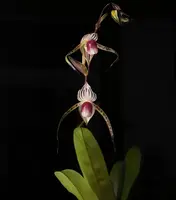 Paphiopedilum Booth’s Stone-Lady