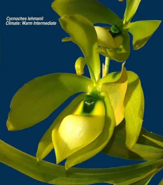 Cycnoches lehmannii