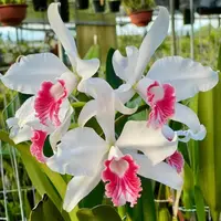 Cattleya purpurata var carnea. Blooming size cattleya species. Large plant large beautiful blooms rare, highly desired color form.
