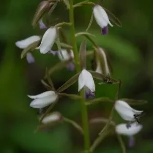 Eulophia herbecea sp (Eulophia)