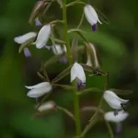 Eulophia herbecea sp.(Bulb)
