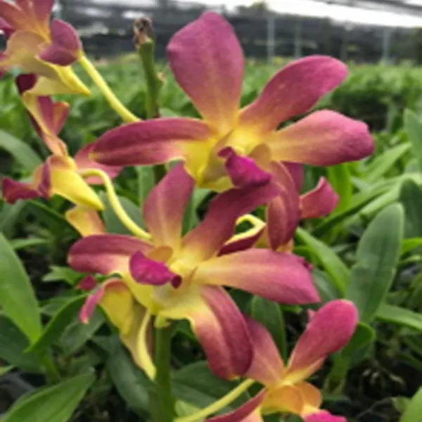 Dendrobium Cobra x lasianthera