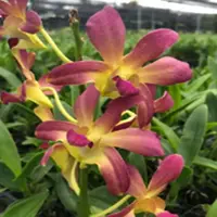 Dendrobium Orchid (Cobra x lasianthera)#63 Medium Stage