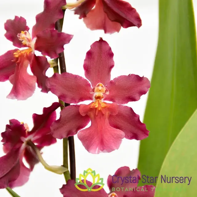 Wilsonara Guann Shin Sweetheart 'Guann Shin 2' (Wilsonara)