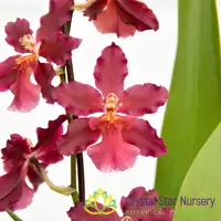 Wilsonara Guann Shin Sweetheart