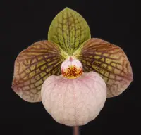 Paphiopedilum FANATICUM (malipoense x micranthum)
