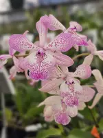Tuckerara Hilo Adventure ‘Pinkie’ (5″ Pot)