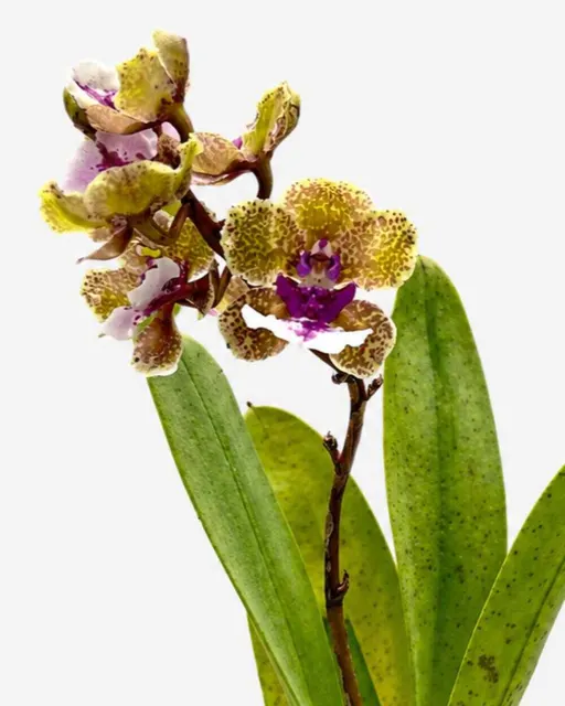 Trichocentrum Ollie Palmer 'Fragrant' (Trichocentrum)
